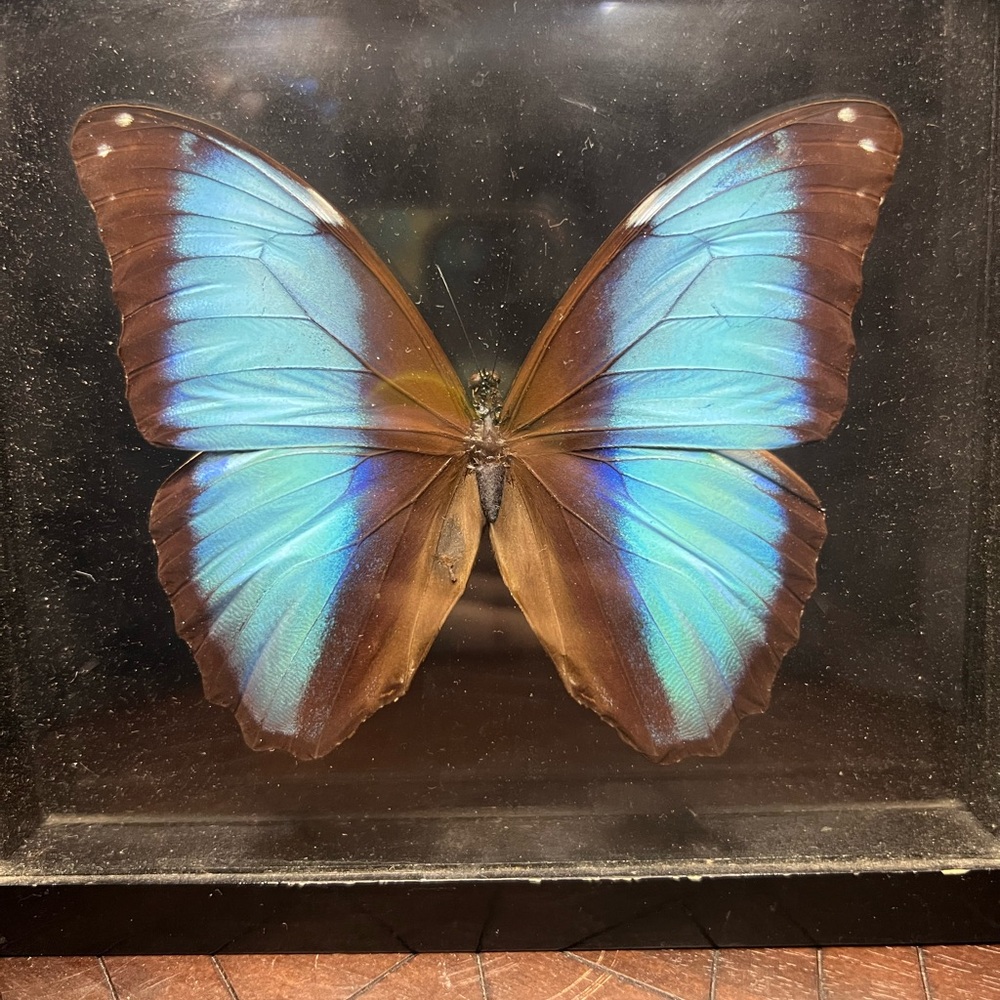 Morph butterfly
